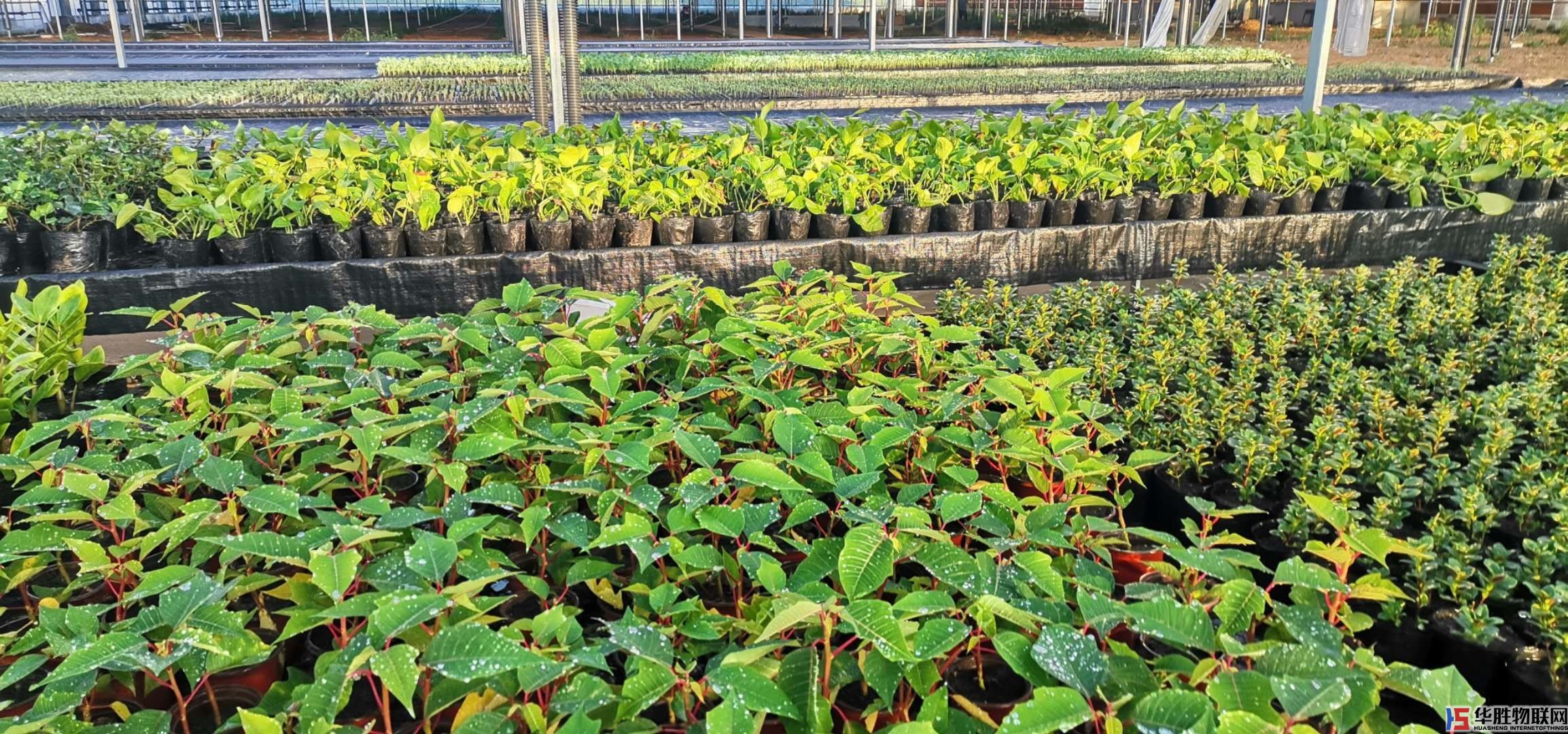 花卉無土栽培種植